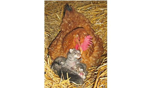 Kelakuan ayam (Sumber: Brightside)