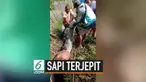 Seekor sapi ditemukan di dalam selokan sempit. Kondisi sapi begitu memprihatinkan karena ditemukan warga dalam posisi terlentang.