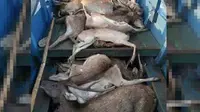 Keberadaan rusa di Pulau Komodo, Labuan Bajo, Nusa Tenggara Timur, menjadi sorotan setelah foto pembantaian rusa beredar di medsos. (Liputan6.com/Ola Keda)