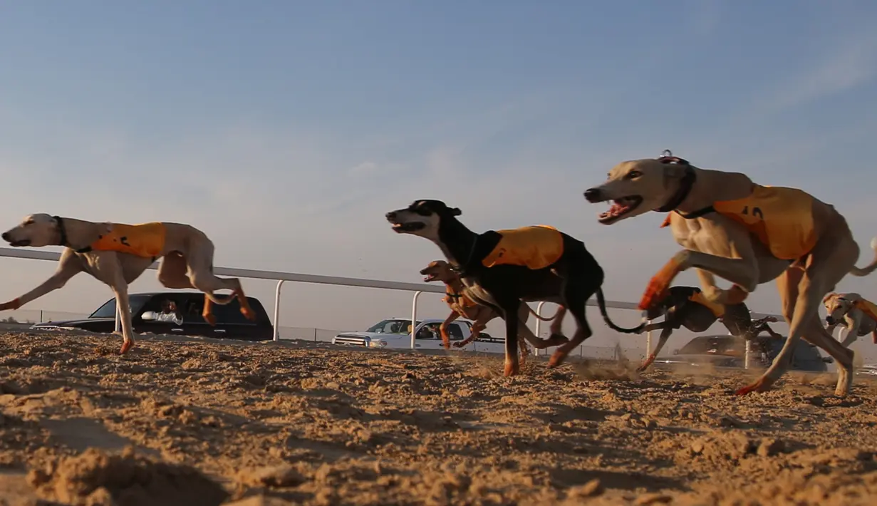 Anjing Arab jenis Saluki berpacu saat mengikuti Festival Unta Mazayin Dhafra di dekat kota Madinat Zayed, Abu Dhabi (26/12). Festival ini bertujuan untuk mempromosikan cerita rakyat dari kawasan Uni Emirat Arab. (AFP Photo/Karim Sahib)
