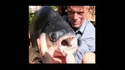 Ikan yang juga dapat ditemukan di Papua New Guinea ini memiliki gigi-gigi tebal yang menakutkan dan mirip dengan gigi manusia. (Istimewa)