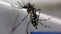 Nyamuk Aedes Aegypti terlihat di laboratorium Oxitec di Campinas, Brasil, (2/2/2016). Para ahli kesehatan memeberikan keterangan bahwa Virus Zika yang menyebar di kawasan Amerika Latin, terutama Brasil dan Kolombia. (REUTERS/Paulo Whitaker)