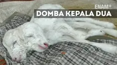 Fenomena unik terjadi di Subang Jawa Barat,domba terlahir dengan memiliki dua kepala dan satu tubuh,  domba lahir dengan kondisi hidup