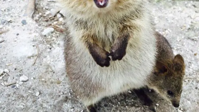 [Bintang] 10 Potret Quokka, Hewan Paling Bahagia Se-dunia!