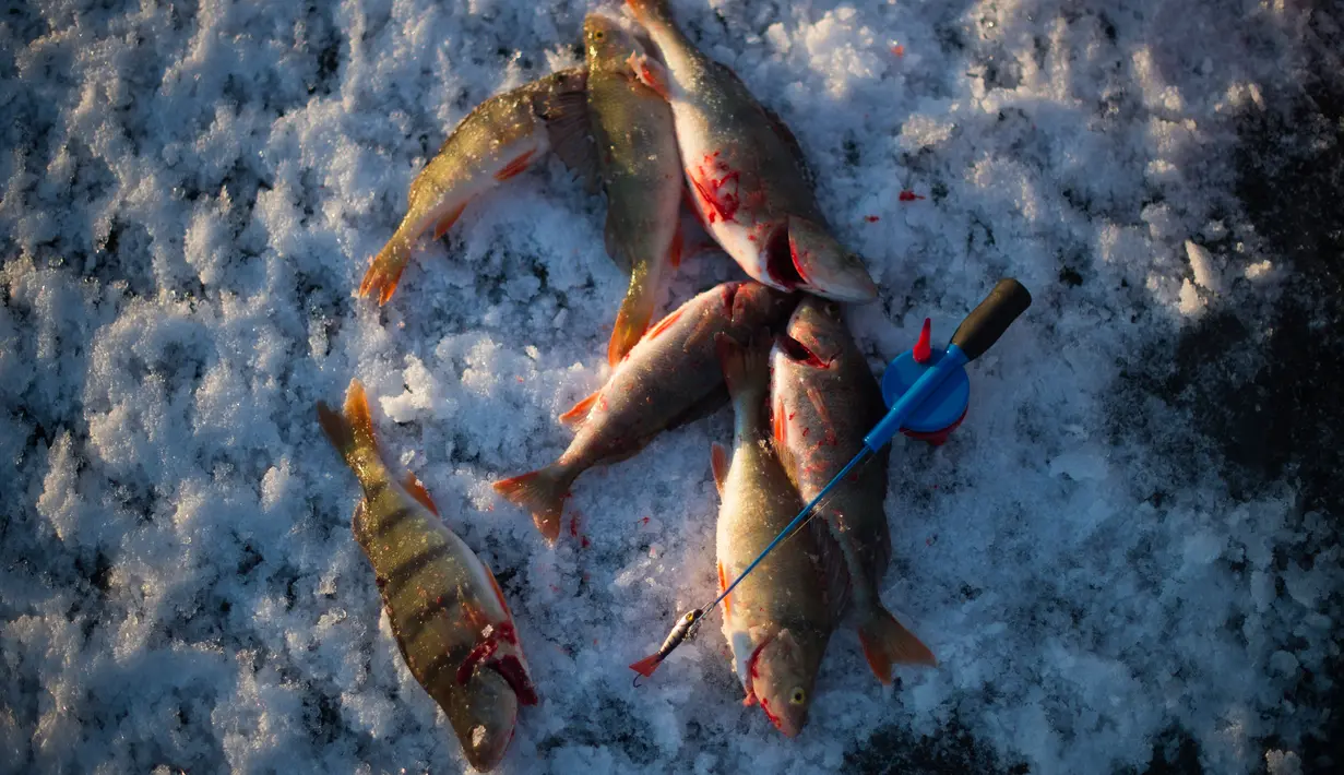 Ikan Bass hasil memancing di laut Bothnia yang sedang membeku, Vaasa, Finlandia (29/12). Suhu yang sangat ekstrem, pemancing dapat melakukan aksinya di tengah laut dengan berjalan kaki. (AFP PHOTO/Olivier Morin)