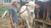 Seorang peternak lokal Garut, Jawa Barat tengah menunjukan salah satu sapi dalam kondisi sehat yang akan digunakan dalam Idul Adha 2022. (Liputan6.com/Jayadi Supriadin)