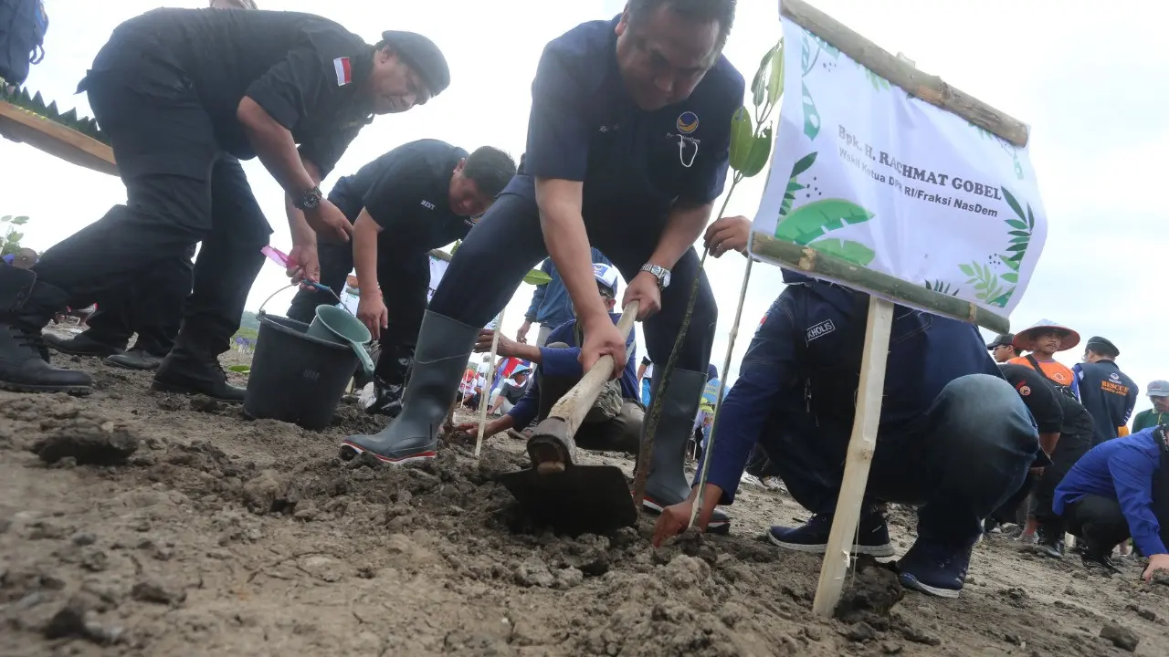 Nasdem Jawa Timur menggelar aksi Kenduri (Kendalikan, Lindungi, dan Lestarikan) Bahari dengan menanam ribuan pohon mangrove. (Dian Kurniawan/Liputan6.com)