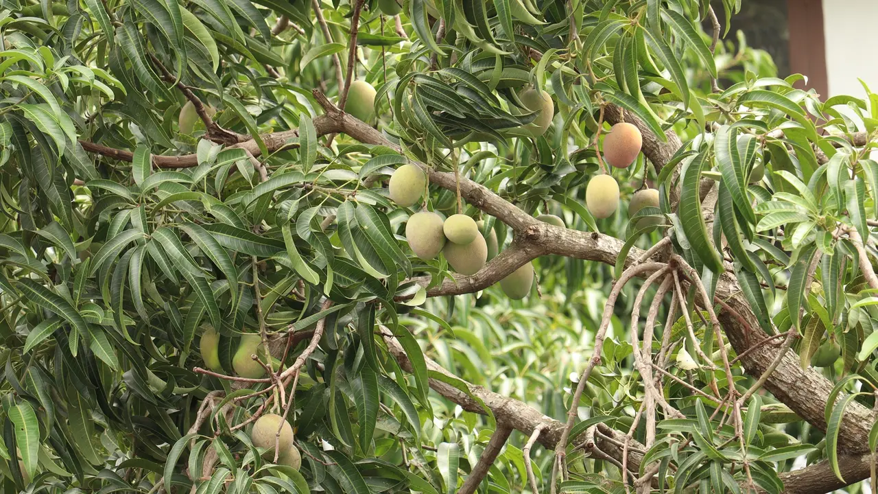 Ilustrasi cangkok pohon mangga