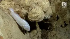 Blind Cave fish adalah ikan yang tidak memiliki mata dan hidup di sungai dalam gua.