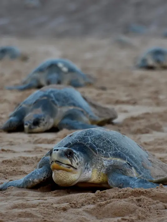 Penyu Olive Ridley bergerak untuk bertelur di Pantai Rushikulya, 140 Km di sebelah barat daya Bhubaneswar, negara bagian Odisha, India, Jumat (23/2). Olive Ridley salah satu dari lima spesies penyu laut yang menghuni perairan India. (ASIT KUMAR/AFP)