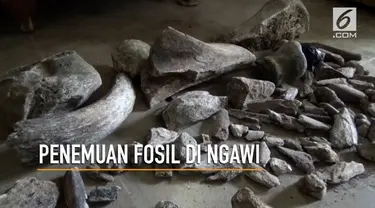  Sejumlah tulang belulang yang ditemukan petani di Ngawi ternyata milik gajah purba.