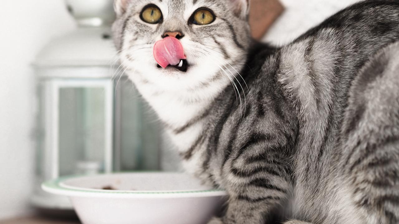 Cara Mengatasi Makanan Kucing yang Melempem dan Menyimpannya agar Awet