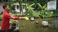 Dedin Khoerudin (35), pembudidaya ikan dewa memberi pakan ke kolam ikan air tawar yang berada di Dusun Margamukti RT 01 RW 04, Desa Licin, Kecamatan Cimalaka, Kabupaten Sumedang, Sabtu (16/10/2021). (Foto: Liputan6.com/Huyogo Simbolon)