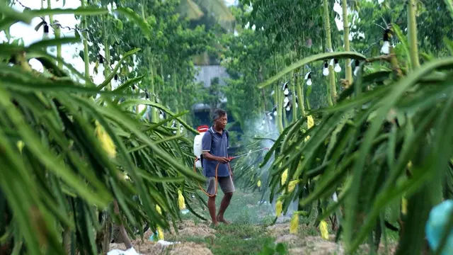 Didukung Klasterku Hidupku BRI, Petani Buah Naga Banyuwangi Naik Kelas Tembus Pasar Lebih Luas