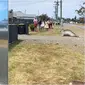 Neil, anjing laut yang viral suka berkeliaran di jalan raya menjadi tontonan penduduk sekitar. (Sumber: TikTok/nieltheseal)