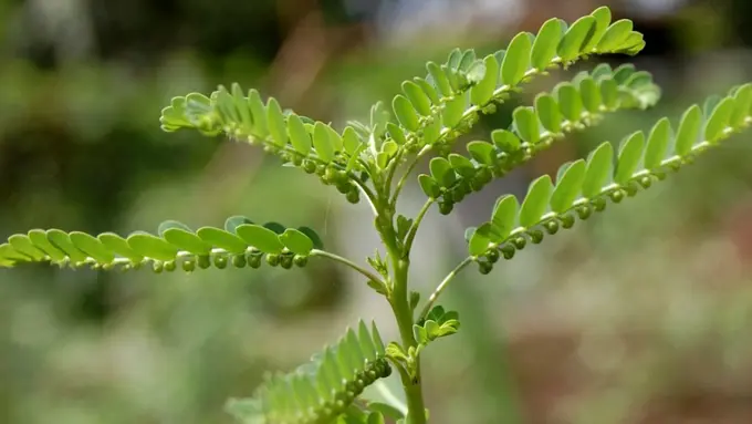 [Bintang] Daun meniran