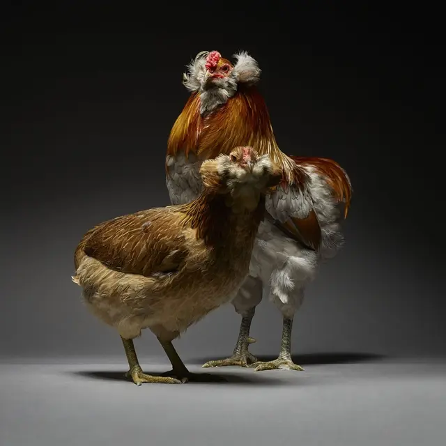 Gaya Ayam Saat Pemotretan Bertema Couple and Love (sumber: instagram/chicken_ph)
