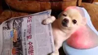 Anjing kecil yang dipijit. (YouTube)