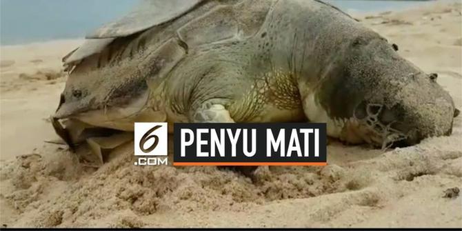 VIDEO: Penyu Ditemukan Mati dengan Perut Penuh Plastik