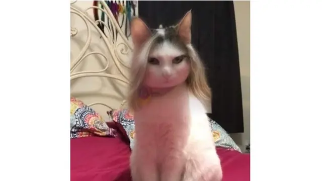 4 Foto Kucing Gunakan Aplikasi Filter Ini Kocak Abis