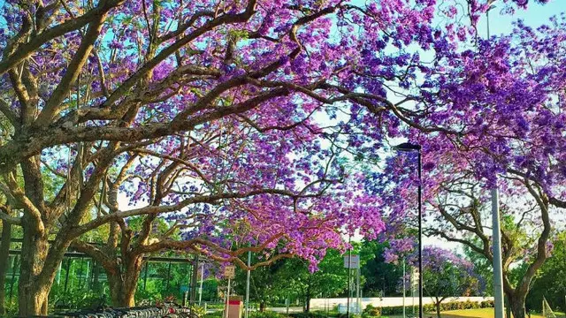 BrisbanePhoto Source: @imlee_