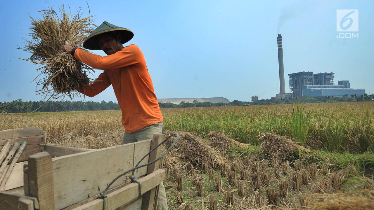 Musim Kemarau, Harga Gabah Petani Alami Kenaikan