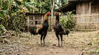 Cara Ternak Ayam Lidi di Lahan 2x3 Meter Modal Rp 300 Ribu