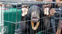 Satu ekor beruang madu berada di dalam kandang sebagai barang bukti sindikat jual beli satwa dilindungi dan menangkap enam tersangka, Jakarta, Rabu (18/11). (Liputan6.com/Yoppy Renato)