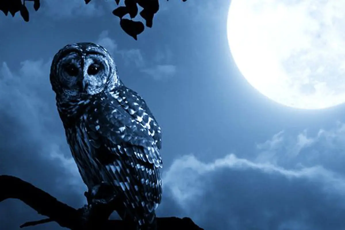 Teror Burung Hantu Serang Warga di Belanda