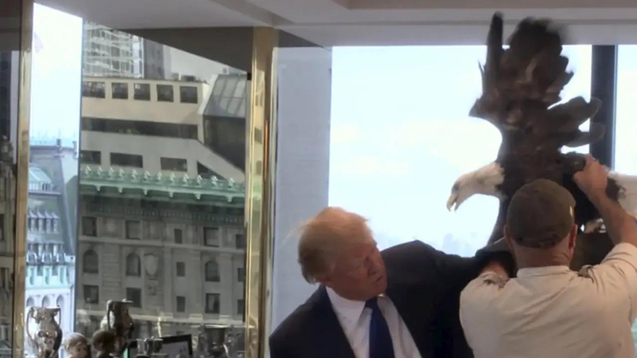 20151210-Wajah Shock Donald Trump Diserang Burung Elang