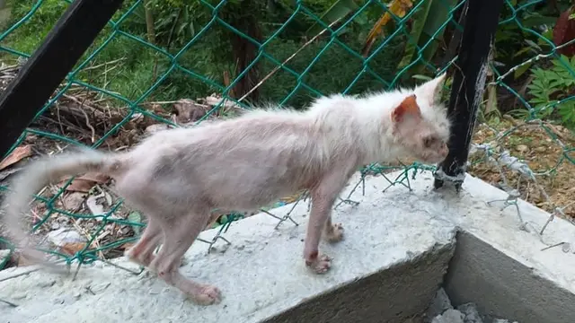 7 Potret Transformasi Kucing Buruk Rupa Berubah Jadi Cantik Ini Bikin Takjub