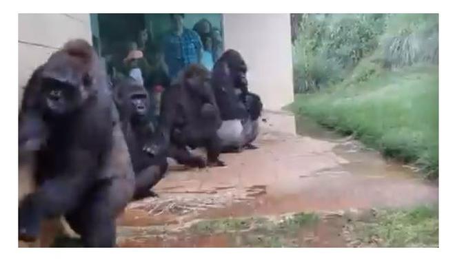 Unduh 76 Gambar Gorila Galau  Gratis HD