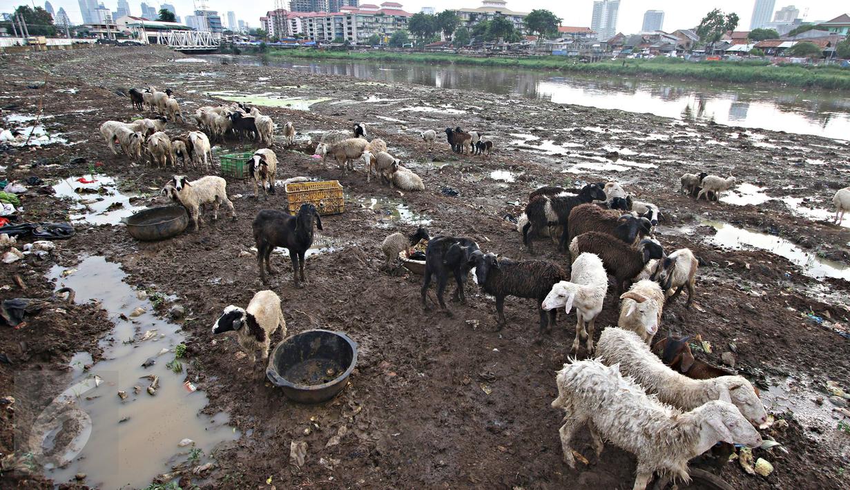 Puluhan kambing mencari makan di jalur inspeksi Kanal Banjir Barat, Jakarta, Rabu (17/2). Hal ini terjadi karena  terbatasnya ruang terbuka hijau di ibu Kota. (Liputan6.com/Immanuel Antonius)