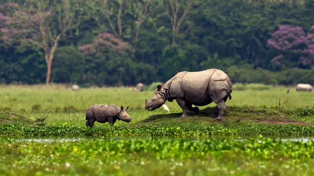 Melihat Badak Bercula Satu India di Suaka Margasatwa Pobitora