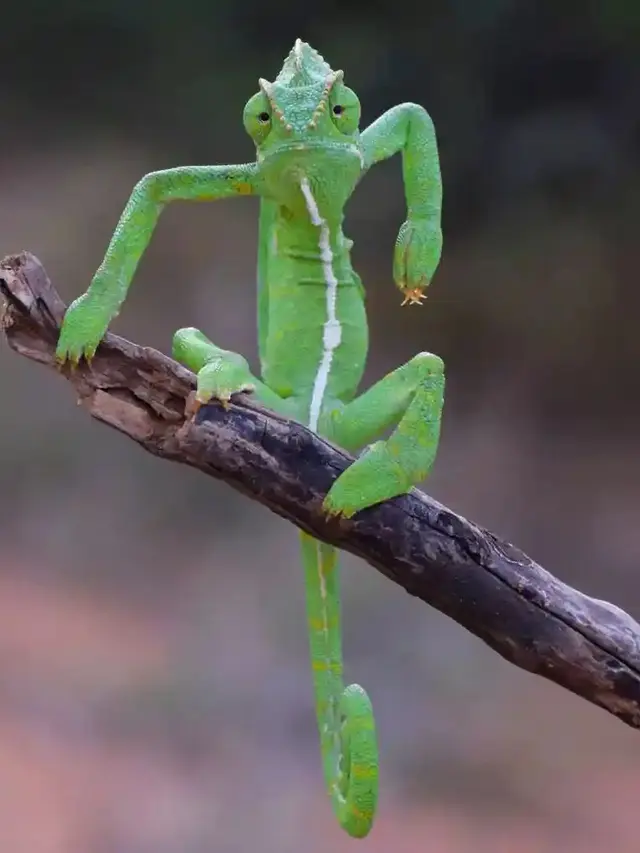 Get Off My Branch! by Gurumoorthy K, 2021