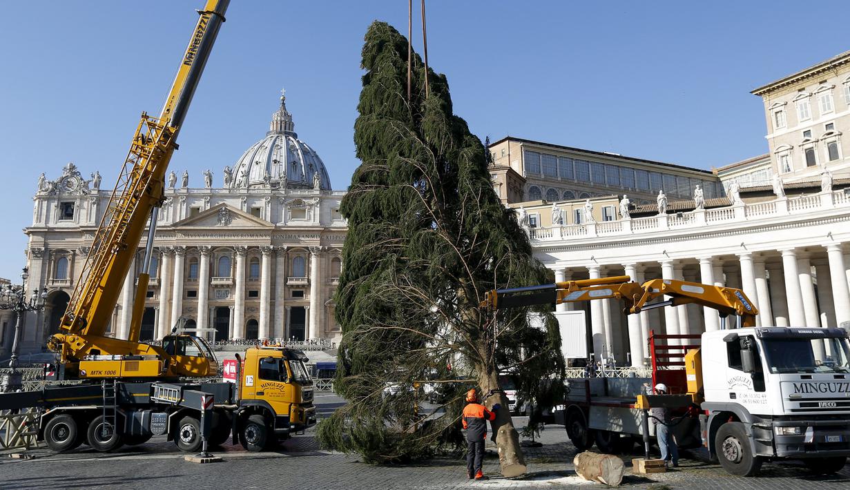 Sejumlah pekerja mendirikan pohon Natal di Lapangan Santo Petrus, Vatikan, Kamis (19/11/2015). Pohon natal setinggi 25 meter tersebut disumbang dari wilayah Bavaria di Jerman. (Reuters/ Stefano Rellandini)