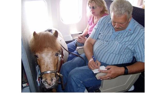 7 Potret Kelakuan Manusia yang Terlalu Sayang Binatang Ini Bikin Geleng Kepala