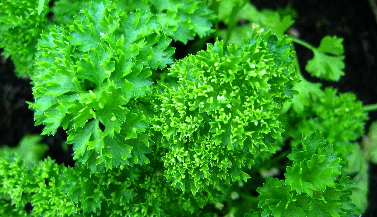 Daun ketumbar adalah yang terbaik untuk merawat kulit kering. Rebus segenggam daun ketumbar, giling untuk pasta, tambahkan madu dan dua tetes jus lemon. Campuran ini kemudian diterapkan pada kulit kering. Ulangi proses sekali dalam seminggu. (Istimewa)