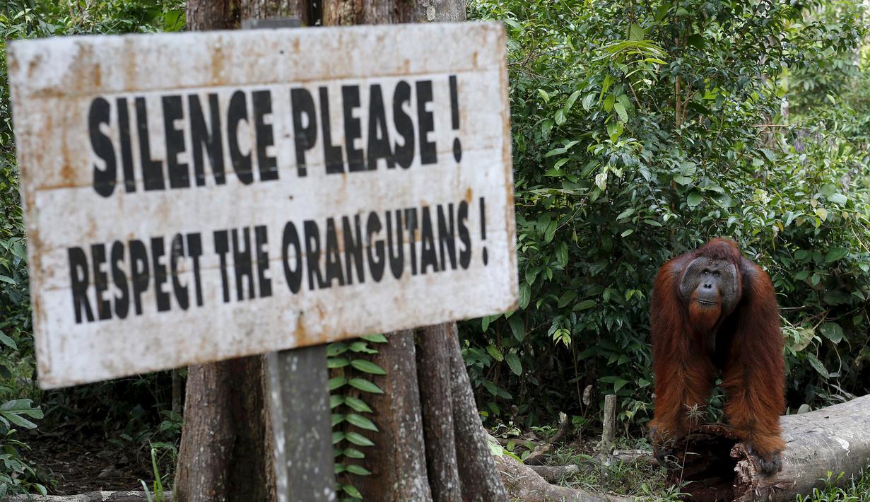 Seekor orang utan beraktivitas di antara pepohonan di Taman Nasional Tanjung Puting, Kalimantan Tengah, Selasa (16/6/2015). Penebangan hutan ancaman utama populasi orang utan, spesies kera besar yang dikenal akan kecerdasannya. (REUTERS/Darren Whiteside)