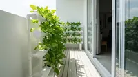 12 Cara Membuat Hidroponik Bayam Panen 25 Hari, Mudah untuk Pemula