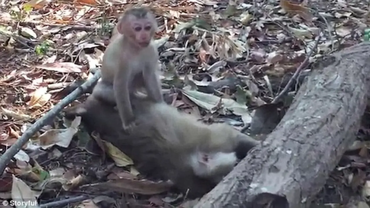 Anak Monyet
