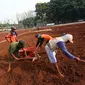 Pekerja mencangkul tanah untuk menyelesaikan pengerjaan proyek revitalisasi Lapangan Banteng di Jakarta Pusat, Rabu (1/11). Pemprov DKI Jakarta melakukan revitalisasi Lapangan Banteng yang dibagi menjadi tiga segmen. (Liputan6.com/Immanuel Antonius)