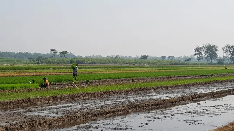Lampung Selatan Segera Punya Perda Lahan Pertanian dan Pangan Berkelanjutan