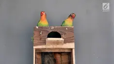 Sepasang burung lovebird di sebuah peternakan kawasan Duren Sawit, Jakarta, Minggu (23/9). Burung yang berasal dari Afrika ini merupakan salah satu hewan primadona bagi para pecinta burung kicau. (Merdeka.com/Iqbal Nugroho)
