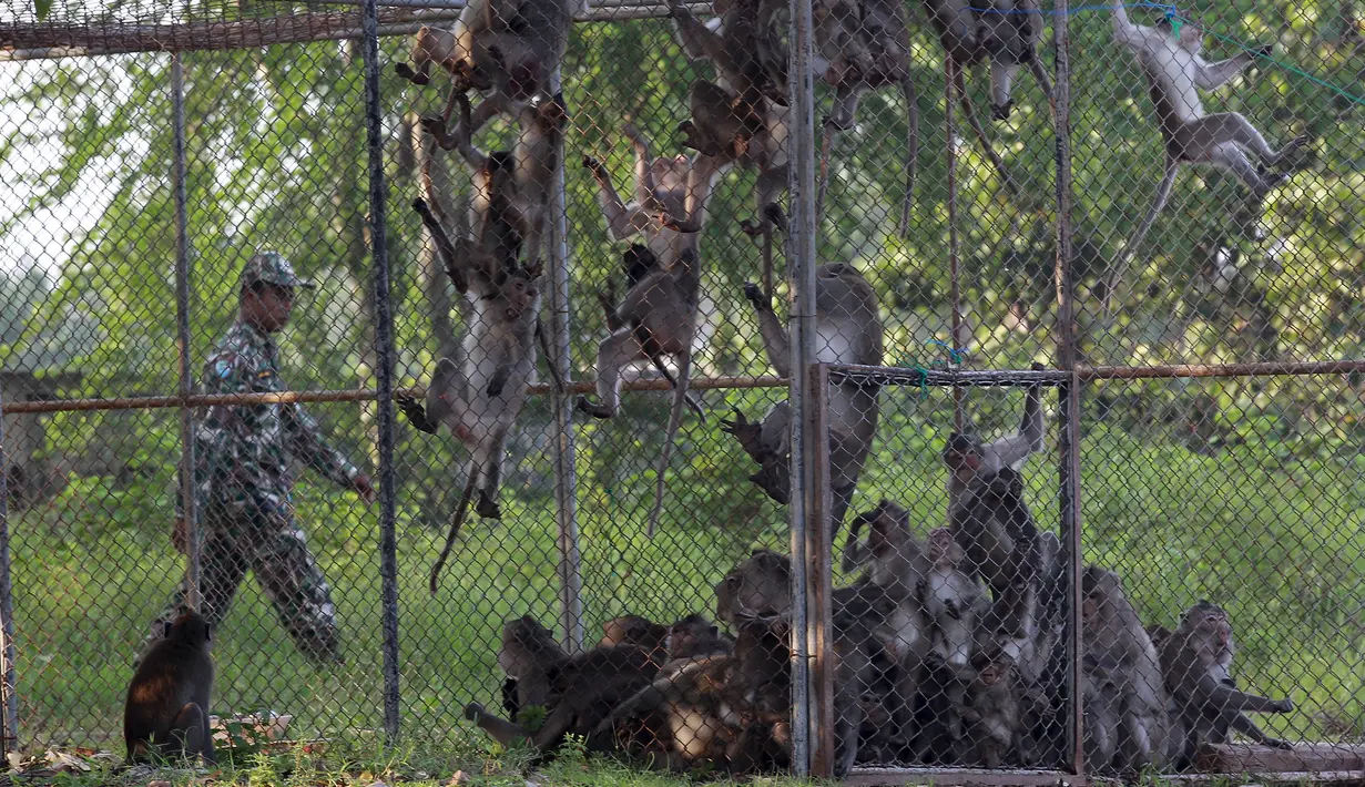 Petugas satwa berjalan di luar kandang monyet ekor panjang di sebuah desa, Bangkok, Thailand, (21/9/2015). Pemerintah Thailand merelokasi kera ekor panjang untuk mengurangi konflik dengan masyarakat setempat. (REUTERS/Chaiwat Subprasom)