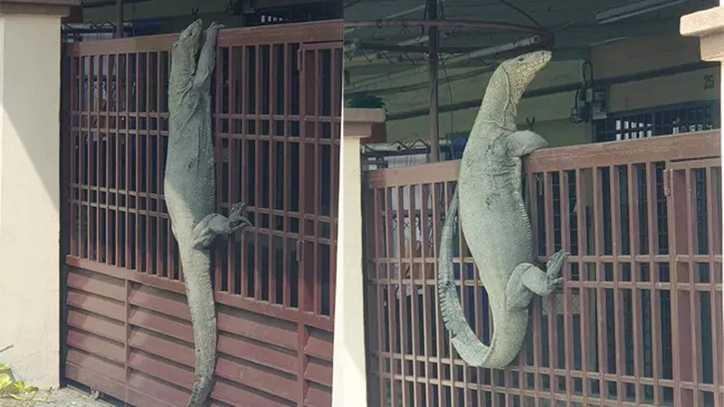 Warga Geger, Kadal Raksasa Muncul di Gerbang Rumah