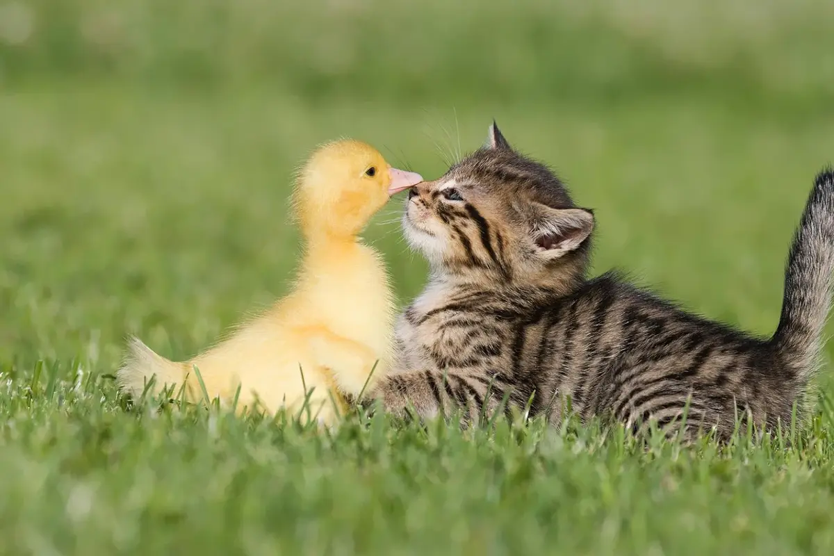 Bukti Kalau Kucing Adalah Hewan Penyayang dan Layak Disayang