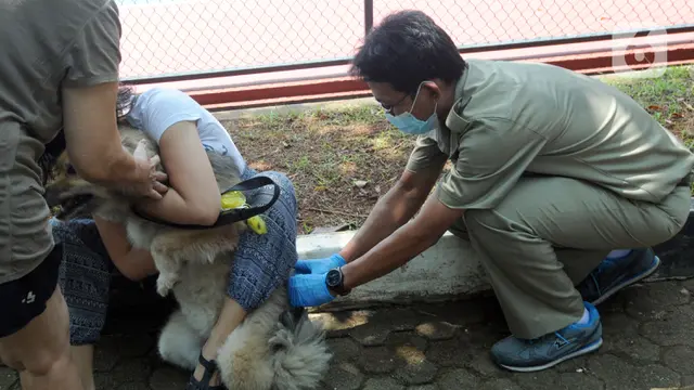 FOTO: Suntik Rabies Gratis untuk Hewan Peliharaan di Jakarta