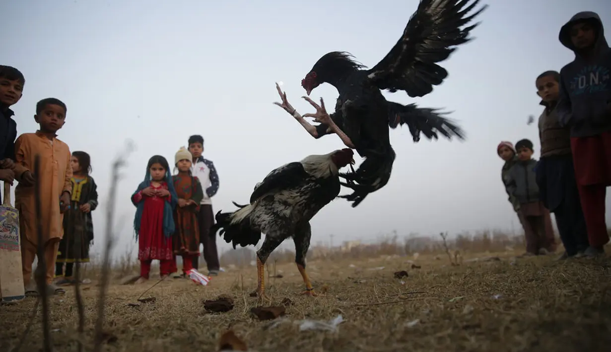 Anak-anak menonton pertandingan sabung ayam di pinggiran Islamabad, Pakistan, 15 Desember 2021. Pakistan terkenal memiliki jenis ayam petarung paling tua di dunia dengan kekuatan fisik dan mental bertarungnya. (AP Photo/Rahmat Gul)