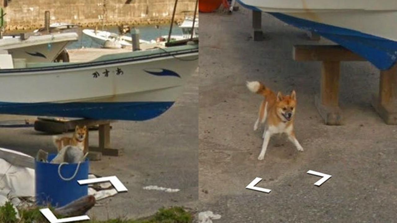 Anjing Mengejar Mobil Google Street View